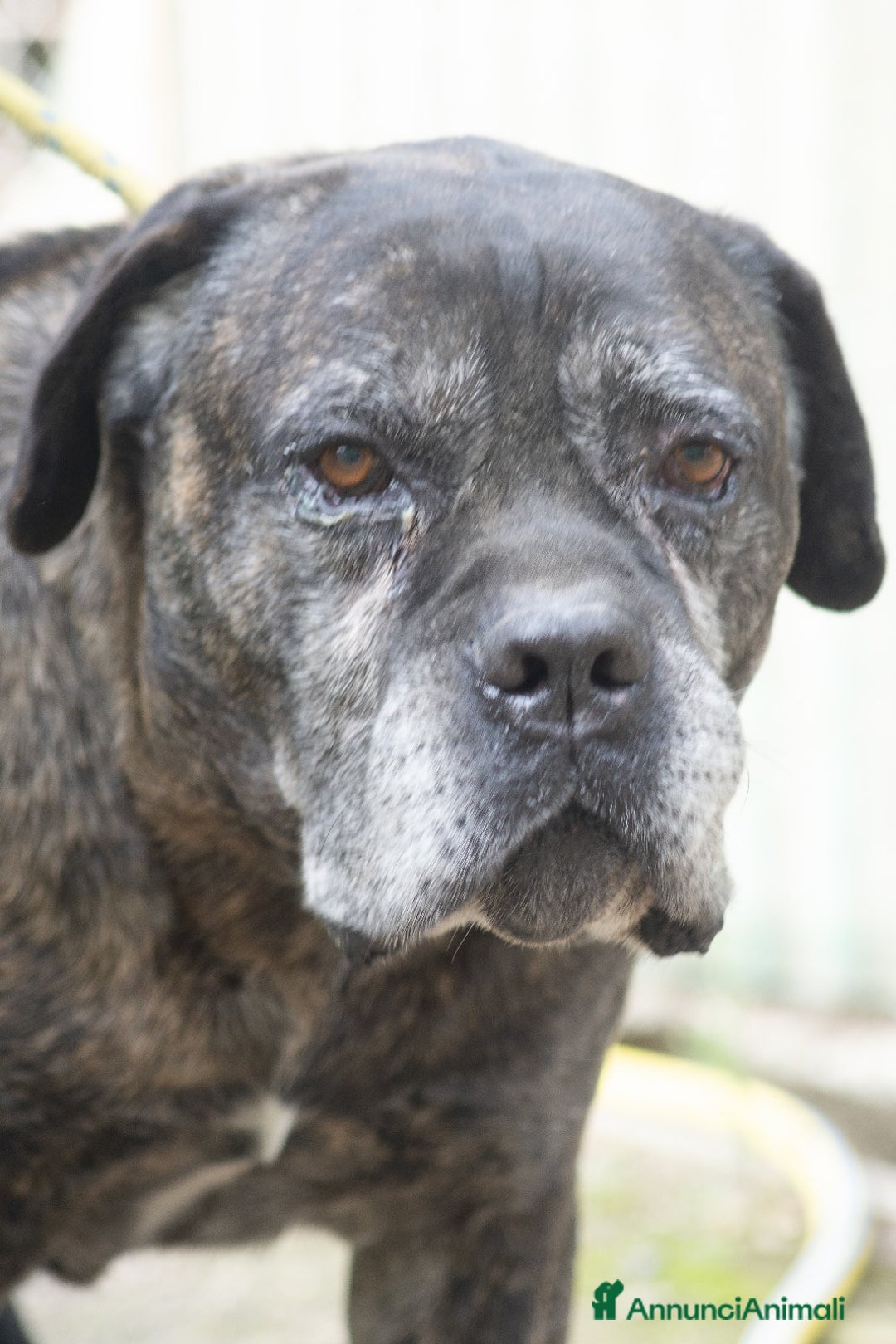 Cane Corso cani in regalo: MAMBO SEI VECCHIO NON SERVI PIU', IN ADOZIONE - Annuncio 2