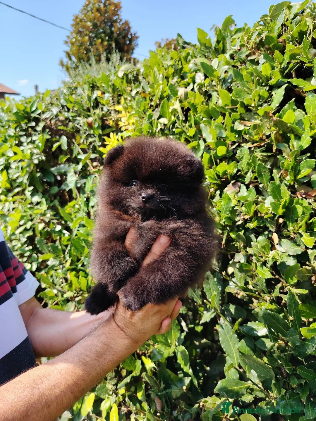 Volpino Pomerania cani in vendita: spitz tedesco nano pomerania - Annuncio 1