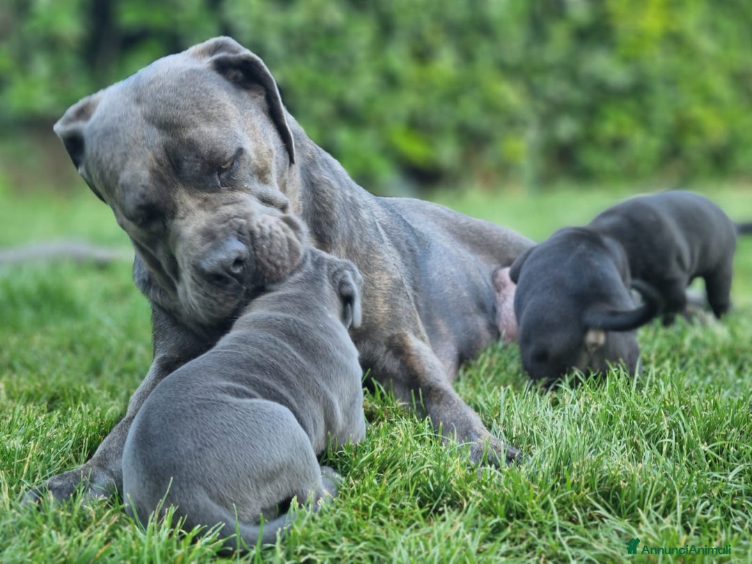 Cane Corso cani in vendita: Cuccioli cane corso a Provincia di Verona - Immagine 17