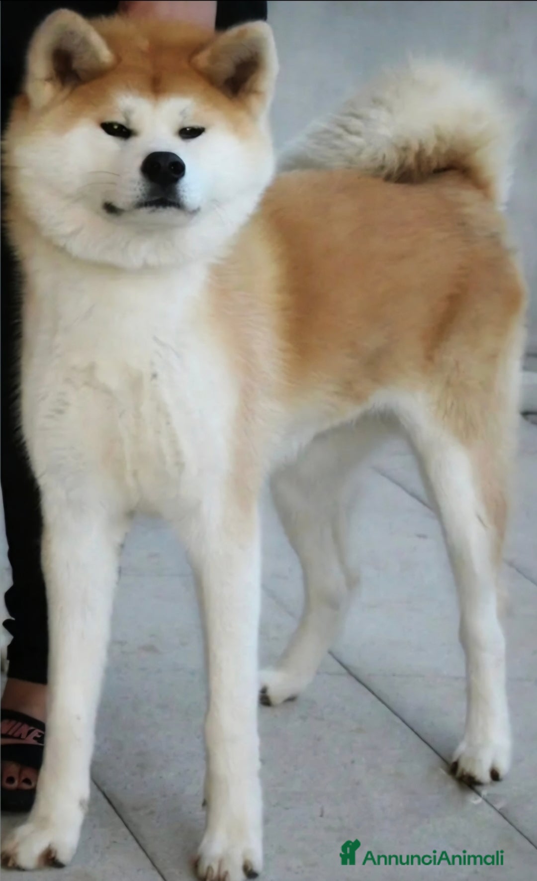 Akita Inu cani in vendita: Cuccioli Akita Inu pelo lungo  - Annuncio 2