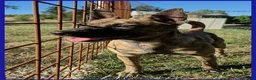 Meticcio cani in regalo: GEOLIER, CUCCIOLONE 1 ANNO - Annuncio 6