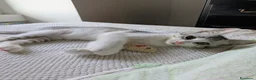 Meticcio gatti in regalo: Piko e Bok, fratellini in cerca di casa - Annuncio 5