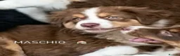 Australian Shepherd cani in vendita: Pastore australiano Australian Shepherd pedigree  - Annuncio 3