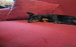 Pinscher Miniatura cani in vendita: Cucciolo pinscher nano a Provincia di Viterbo - Immagine 2