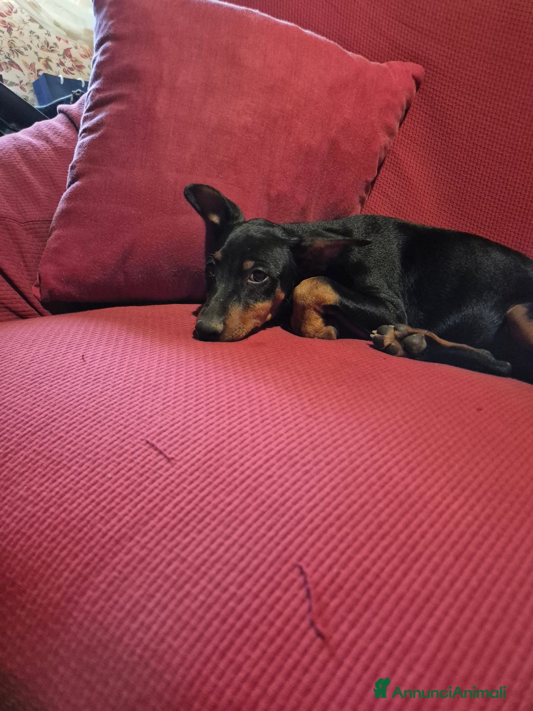 Pinscher Miniatura cani in vendita: Cucciolo pinscher nano a Provincia di Viterbo - Immagine 2