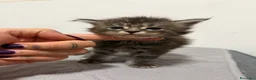 Maine Coon gatti in vendita: Maine coon con pedigree - Annuncio 4