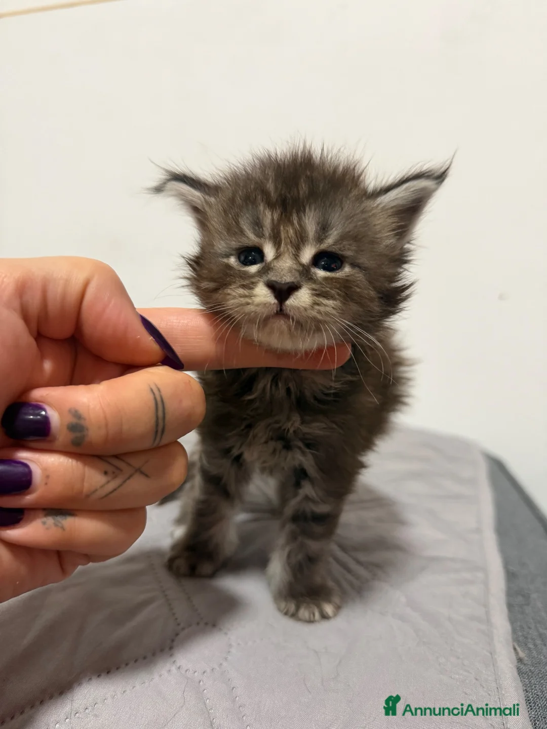 Maine Coon gatti in vendita: Maine coon con pedigree - Annuncio 4