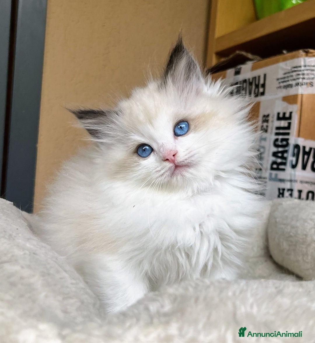 Ragdoll gatti in vendita: Splendida cucciola Choco bicolour - Annuncio 2