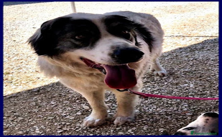 Meticcio cani - Annuncio 10