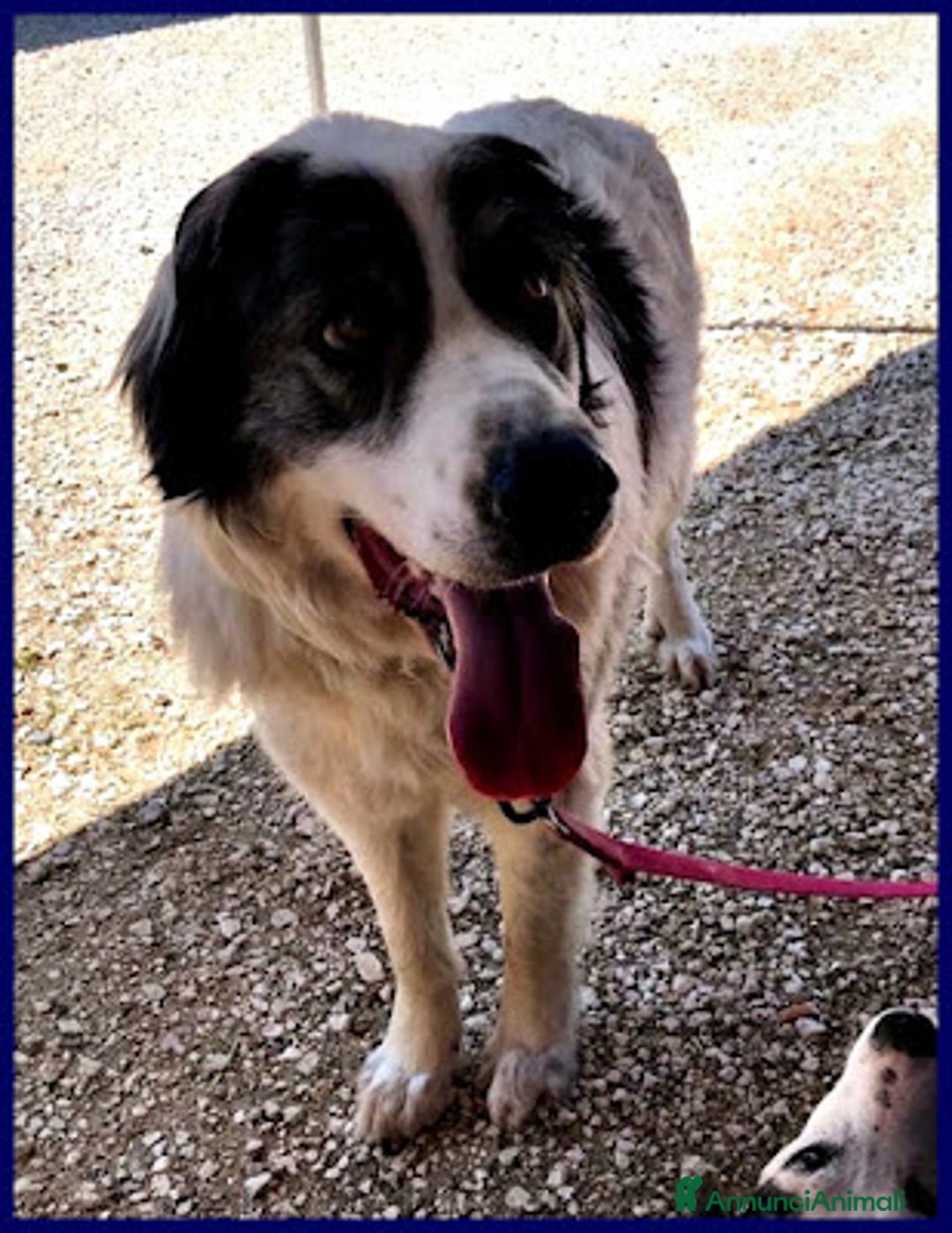 Meticcio cani in regalo: GGG 5anni dolcissimo coccolone! tg grande - Annuncio 1