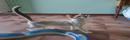 Europeo gatti in regalo: ELEOISE e PENELOPE, adorabili gattine in adozione! - Annuncio 3