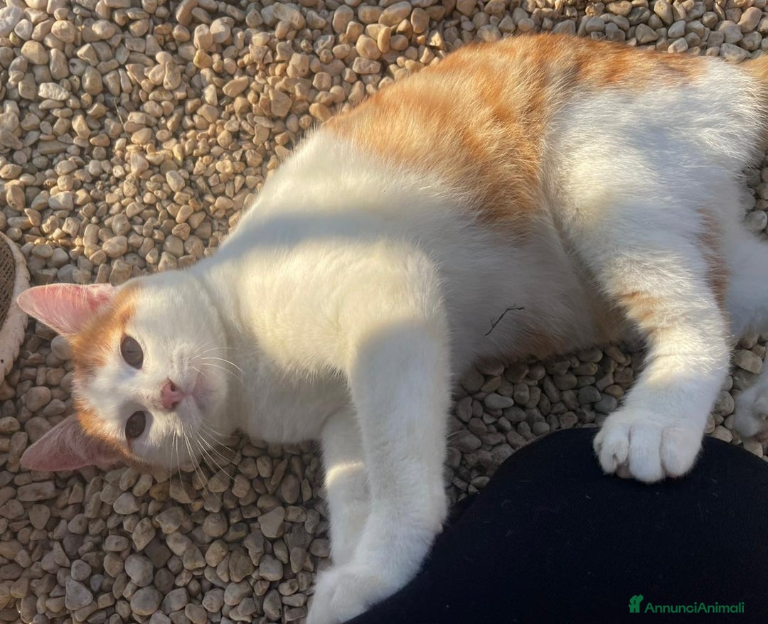 Meticcio gatti in regalo: TENERO GATTINO ROSSO - Annuncio 1