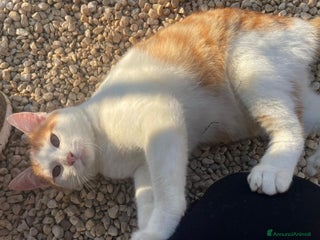 Meticcio gatti TENERO GATTINO ROSSO - Annuncio 1