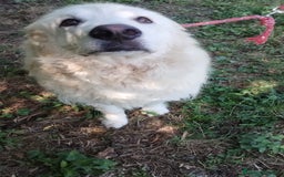 Pastore Maremmano cani in regalo: Dolcissimo diego - Immagine 5