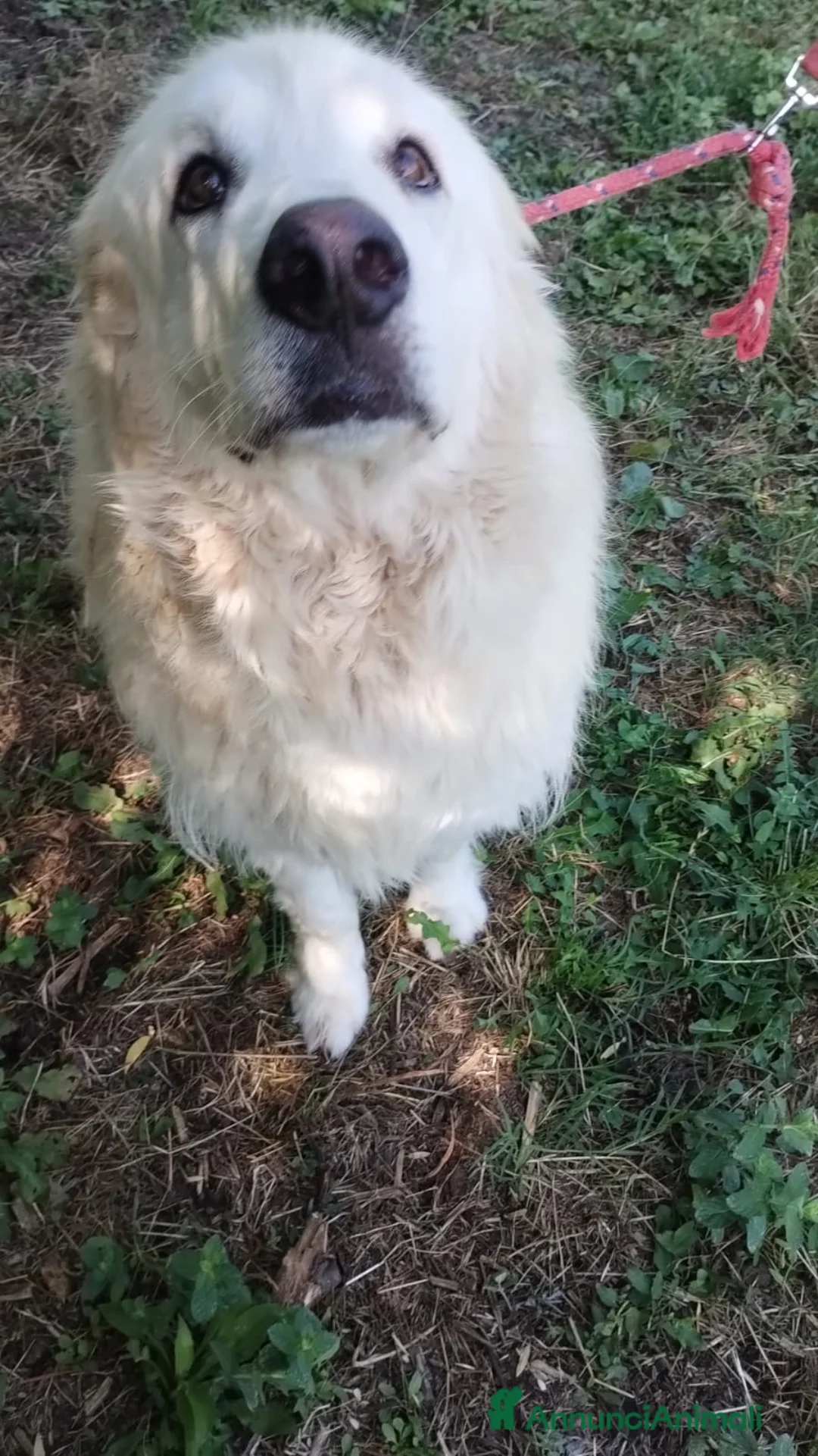 Pastore Maremmano cani in regalo: Dolcissimo diego - Annuncio 5