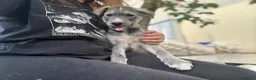 Meticcio cani in regalo: Oliver cucciolo socievole taglia media contenuta a Città metropolitana di Milano - Annuncio 3