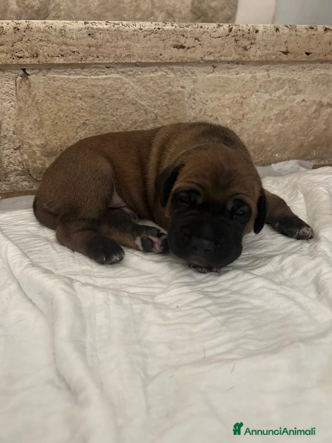Cane Corso cani in vendita: Cuccioli di cane corso a Provincia di Terni - Annuncio 4