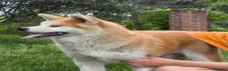 Akita Inu cani in vendita: Cucciolo Akita Inu Pedigree  - Annuncio 2