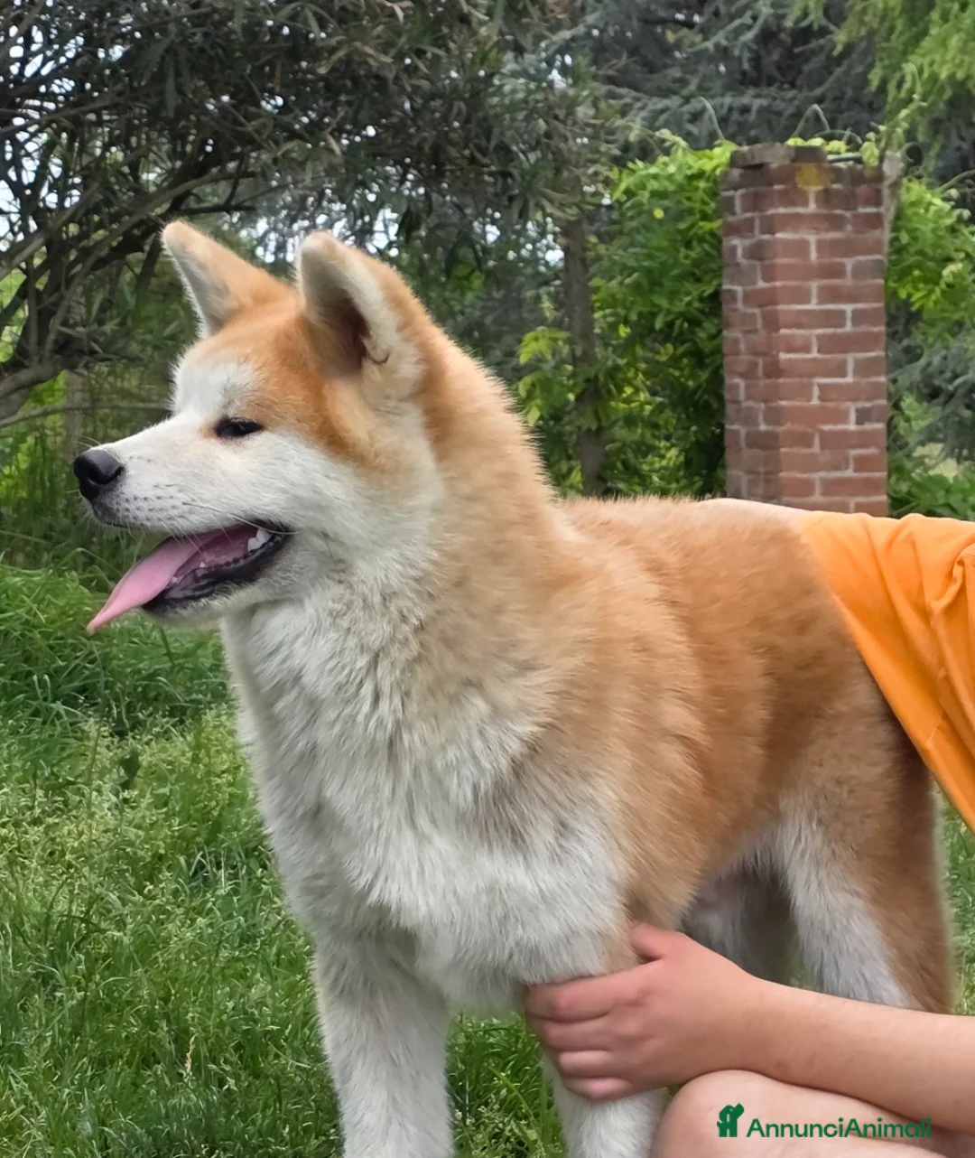 Akita Inu cani in vendita: Cucciolo Akita Inu Pedigree  - Annuncio 2
