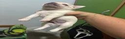 Chihuahua cani in vendita: 4 chihuhua cuccioli maschi - Annuncio 4
