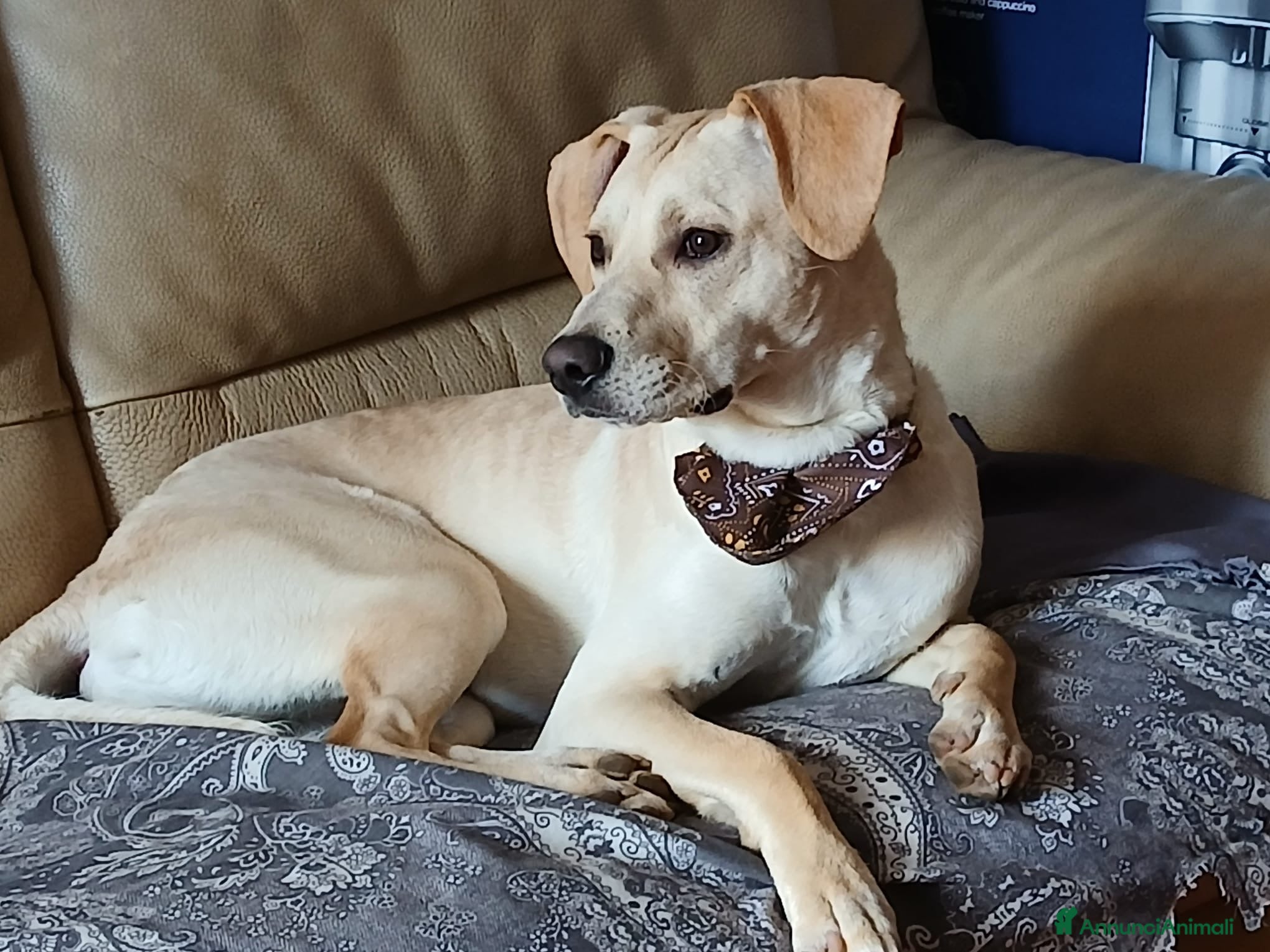Meticcio cani Milo  - Annuncio 25