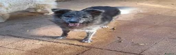 Meticcio cani in regalo: 10 mesi, 18 chili, morbido dolce GREY  - Annuncio 5