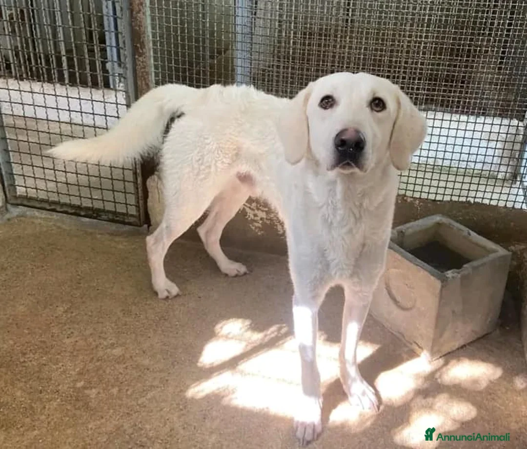 Meticcio cani in regalo: LERRY determinato! - Annuncio 1