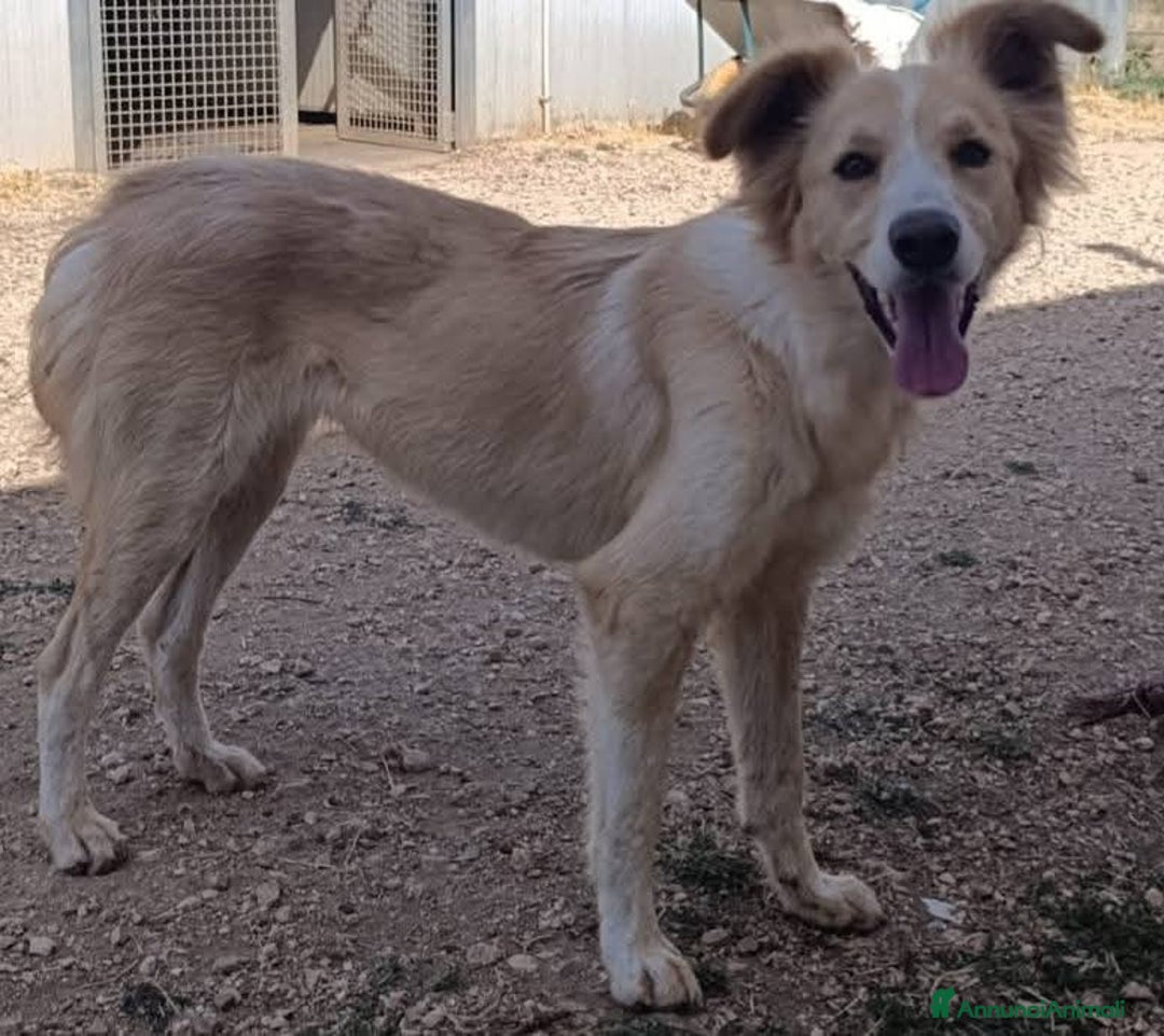 Meticcio cani in regalo: Chantal fantastica cagnolina - Annuncio 9
