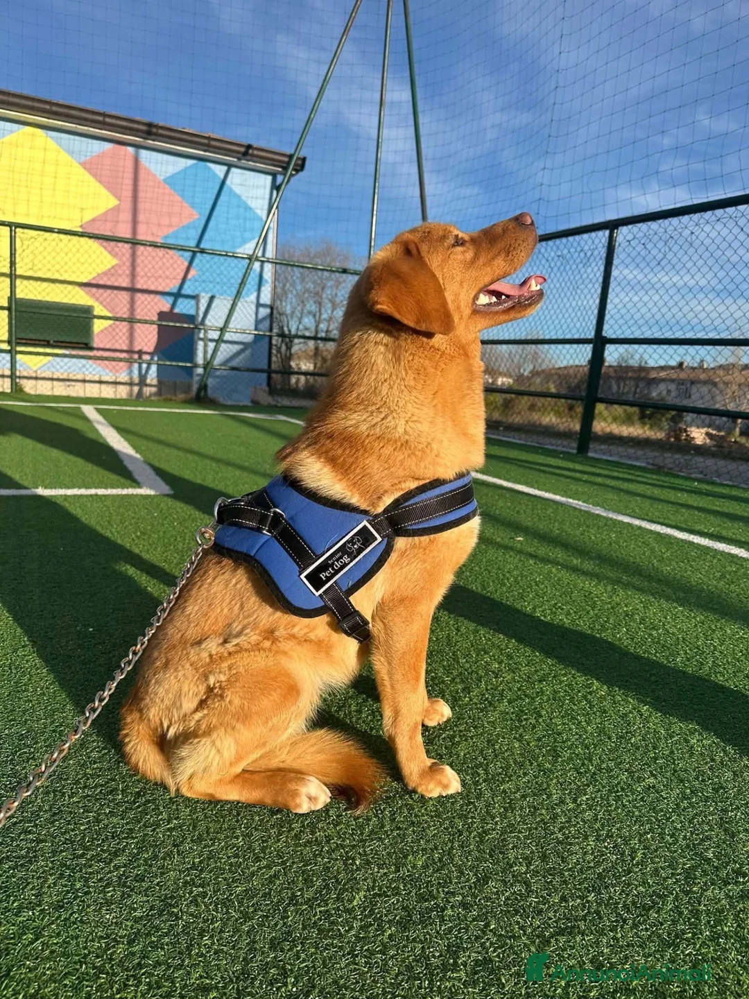 Labrador cani in regalo: Cucciola di simil golden retriver a Provincia di Catanzaro - Annuncio 2