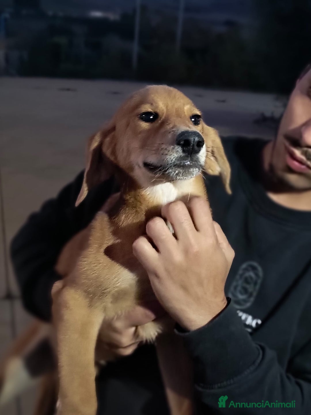 Meticcio cani in regalo: 5 cuccioli per 5 famiglie - Annuncio 10