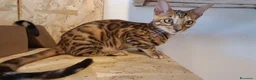 Bengala gatti in vendita: Bengala cuccioli con pedegree a Provincia di Vicenza - Annuncio 8
