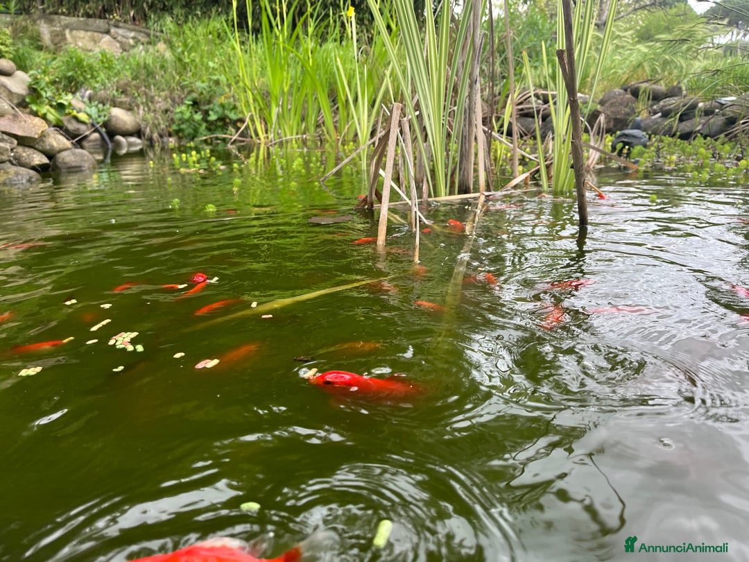 Altre razze gatti in vendita: Pesci rossi  - Annuncio 4