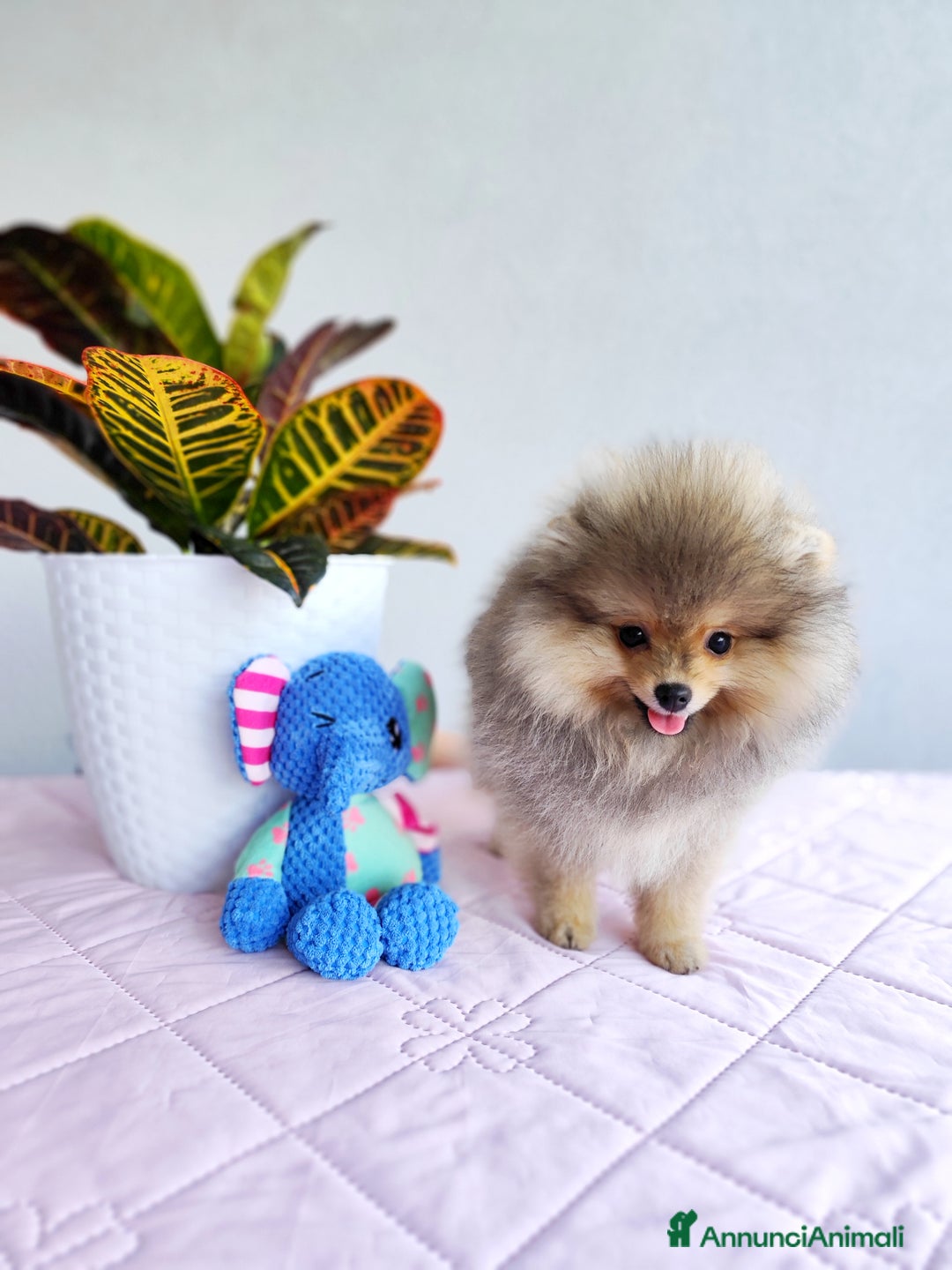 Volpino Pomerania cani in vendita: Cuccioli di Pomerania con pedigree prestigioso  - Immagine 3