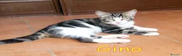 Europeo gatti in regalo: GINO E GAIA DOLCISSIMI GATTINI a Città metropolitana di Roma Capitale - Annuncio 2