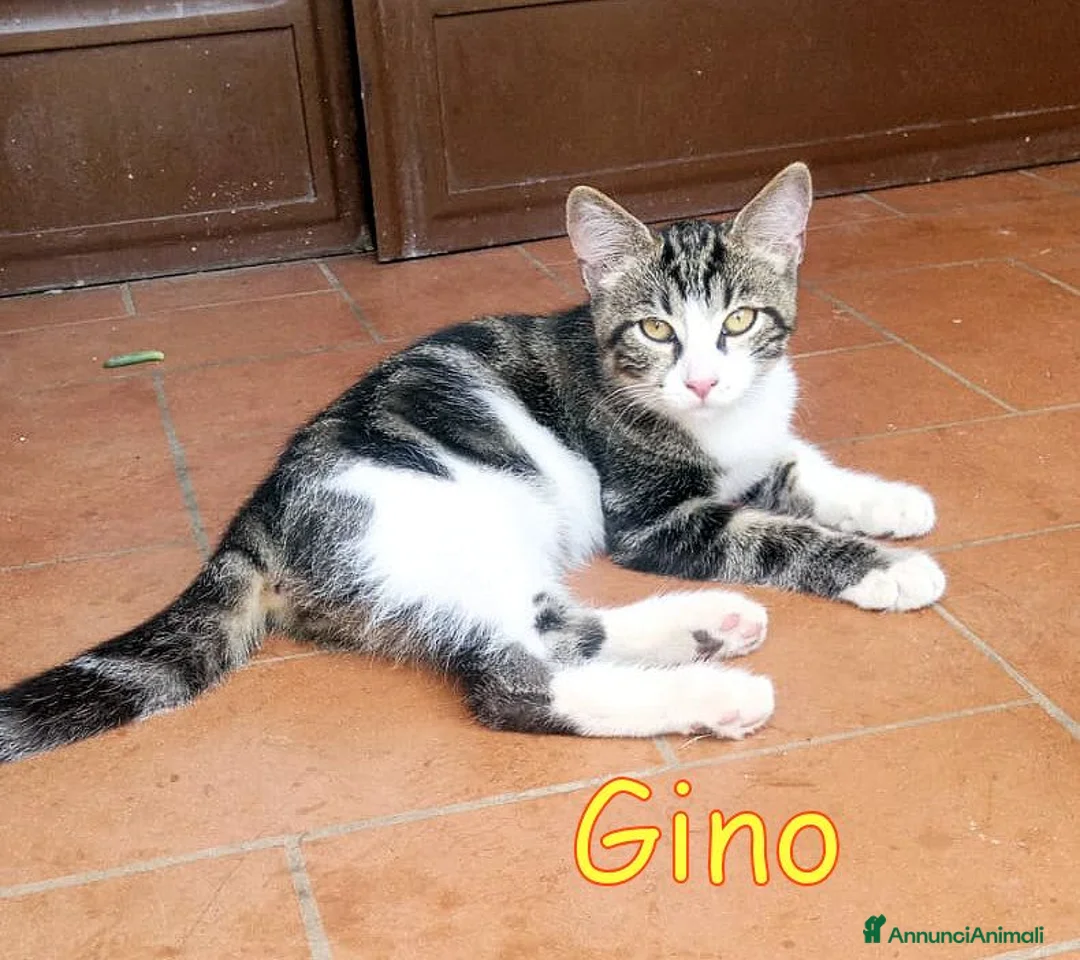 Europeo gatti in regalo: GINO E GAIA DOLCISSIMI GATTINI a Città metropolitana di Roma Capitale - Annuncio 2