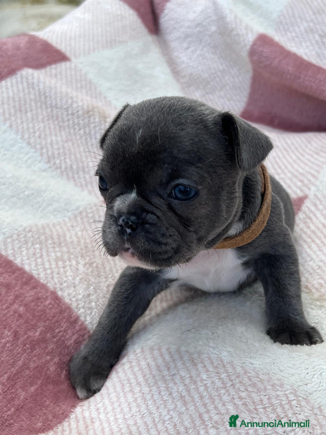 Bulldog Francese cani in vendita: Cuccioli bulldog francese esotici blu - Annuncio 25