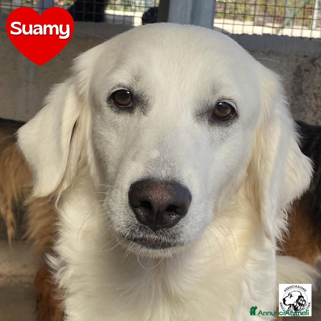 Meticcio cani in regalo: SUAMY cagnolina 10 mesi in adozione - Annuncio 1