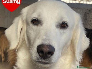 Meticcio cani SUAMY cagnolina 10 mesi in adozione - Annuncio 25