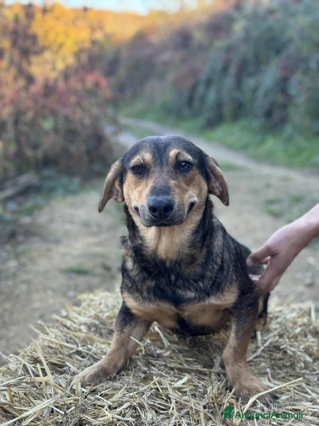 Meticcio cani in regalo: OLIVE, tenera cagnolina dalle ZAMPE CORTE! - Annuncio 4
