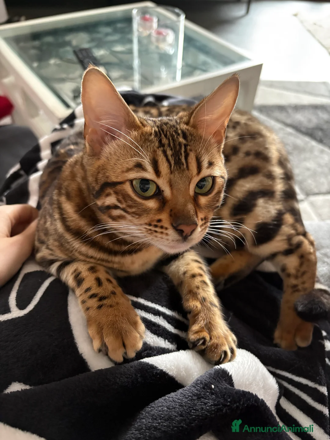Bengala gatti in vendita: Gatta del bengala a Provincia di Varese - Annuncio 2