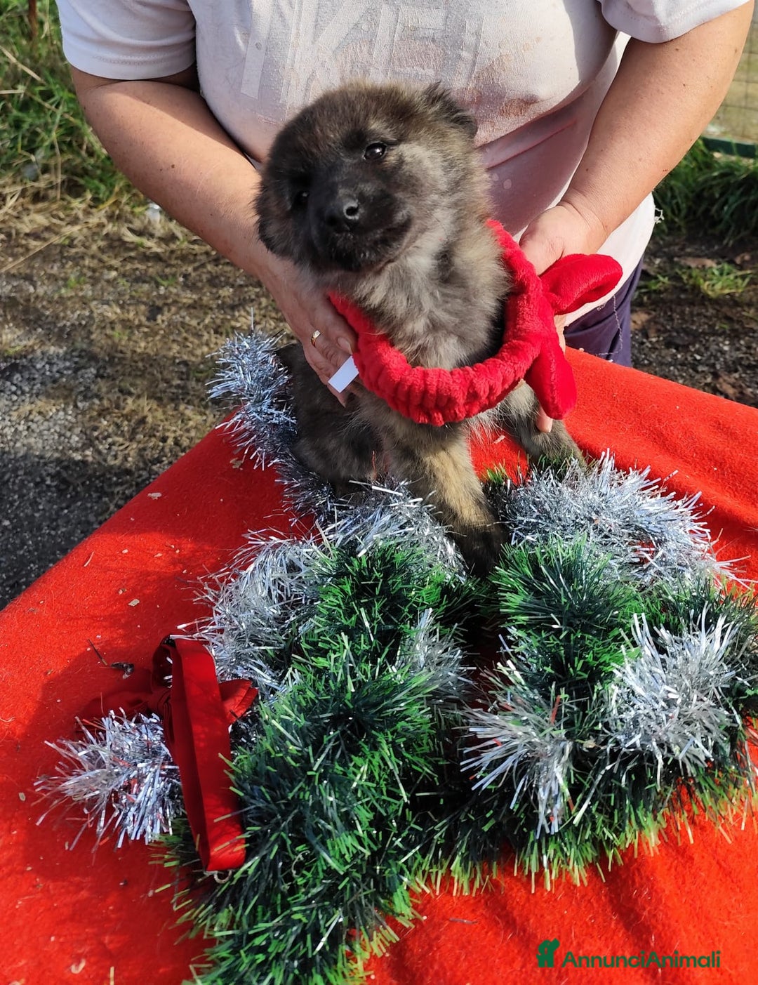 Meticcio cani in regalo: GEORGI cucciola 3 mesi taglia piccola - Annuncio 11