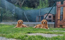 Golden Retriever cani in vendita: Cuccioli Golden Retriver Americani 100% a Provincia di Lucca - Immagine 5