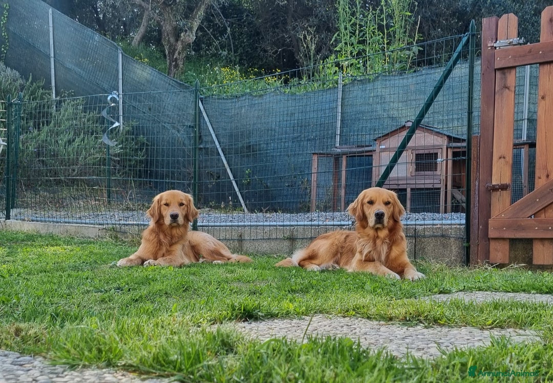 Golden Retriever cani in vendita: Cuccioli Golden Retriver Americani 100% a Provincia di Lucca - Immagine 5