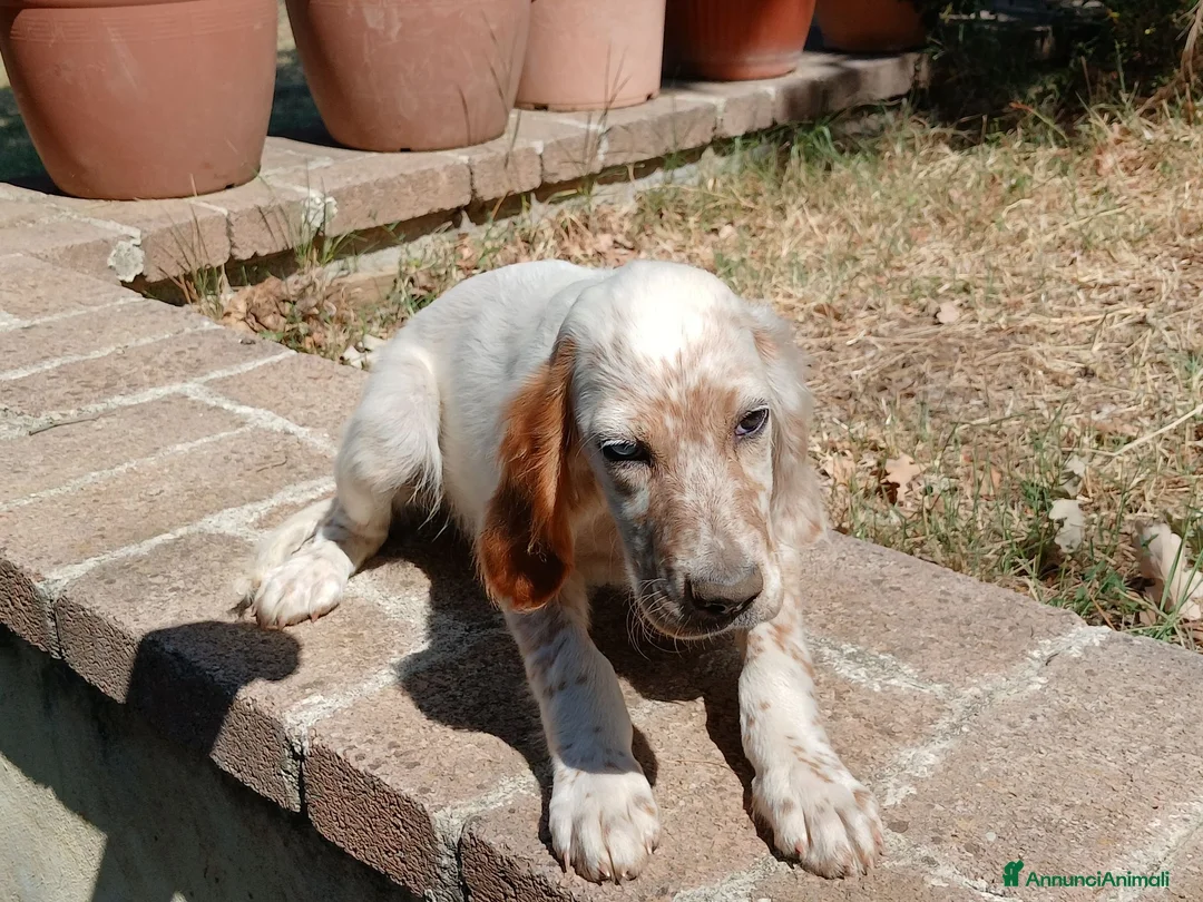 Setter Inglese cani in vendita: Cucciolo  - Annuncio 2