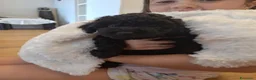 Barboncino Toy cani in vendita: Ultimo Barboncino Toy Nero - Annuncio 4