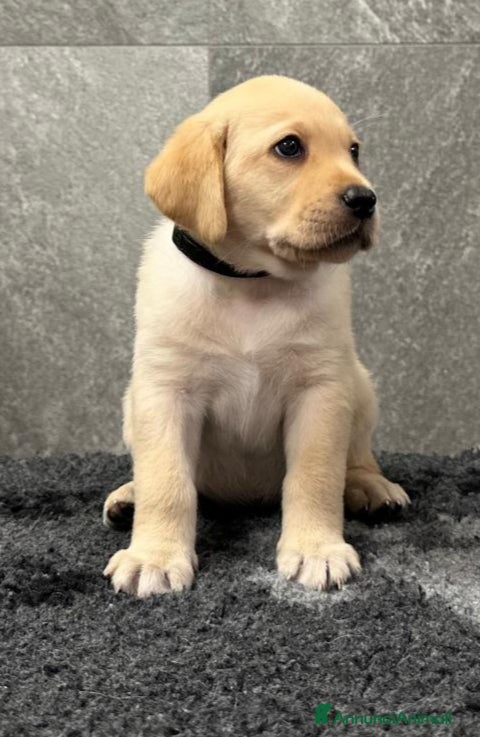 Labrador cani Cuccioli labrador retriever  - Annuncio 2