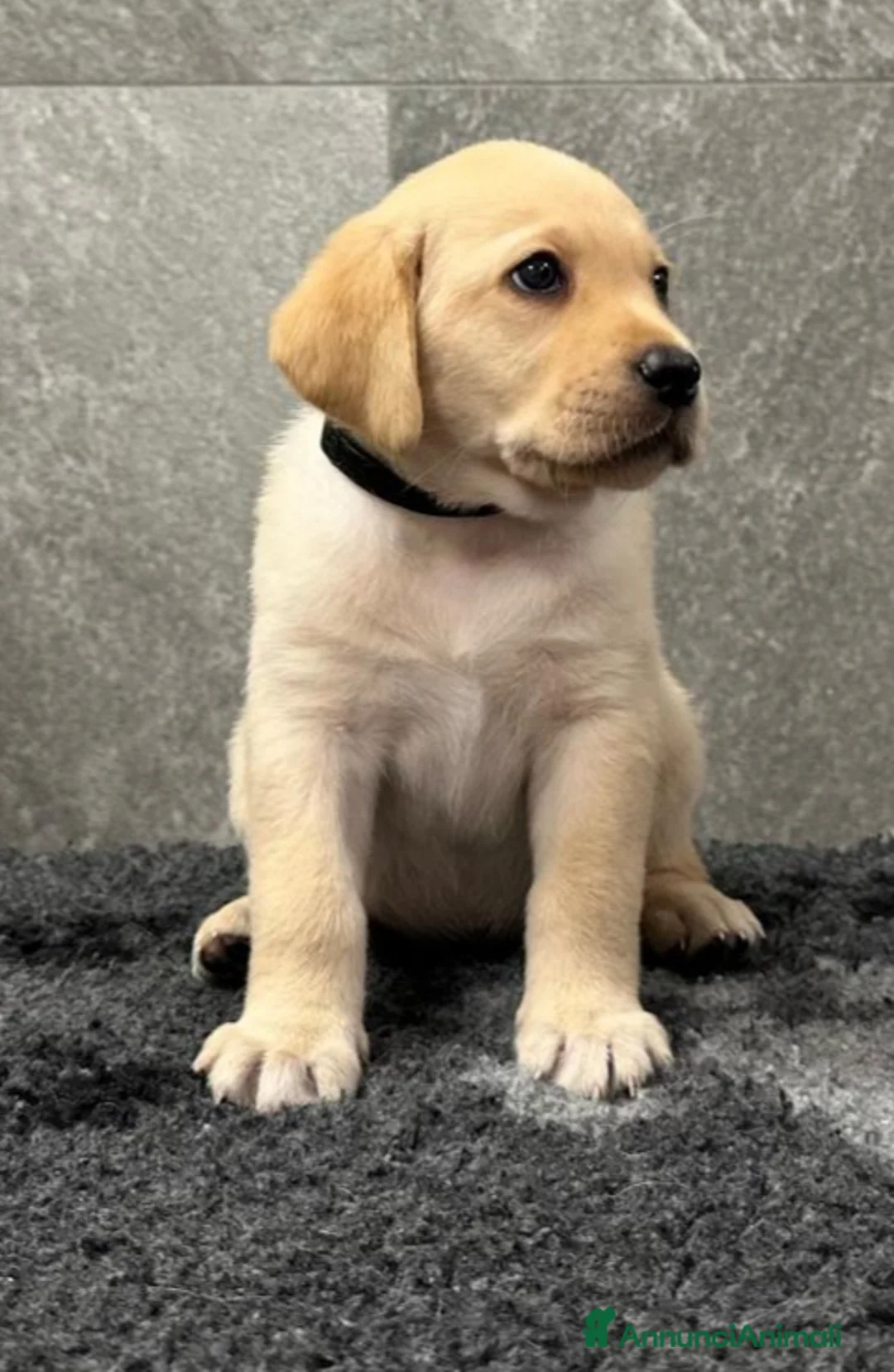 Labrador cani in vendita: Cuccioli labrador retriever  - Annuncio 2