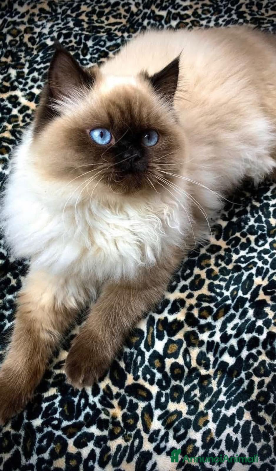 Ragdoll gatti Bellissimi cuccioli di ragdoll - Annuncio 9