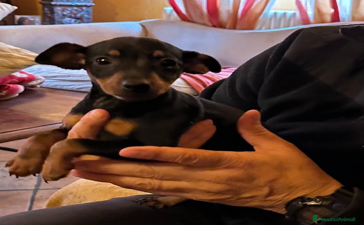 Pinscher Tedesco cani a Province of La Spezia - Annuncio 2