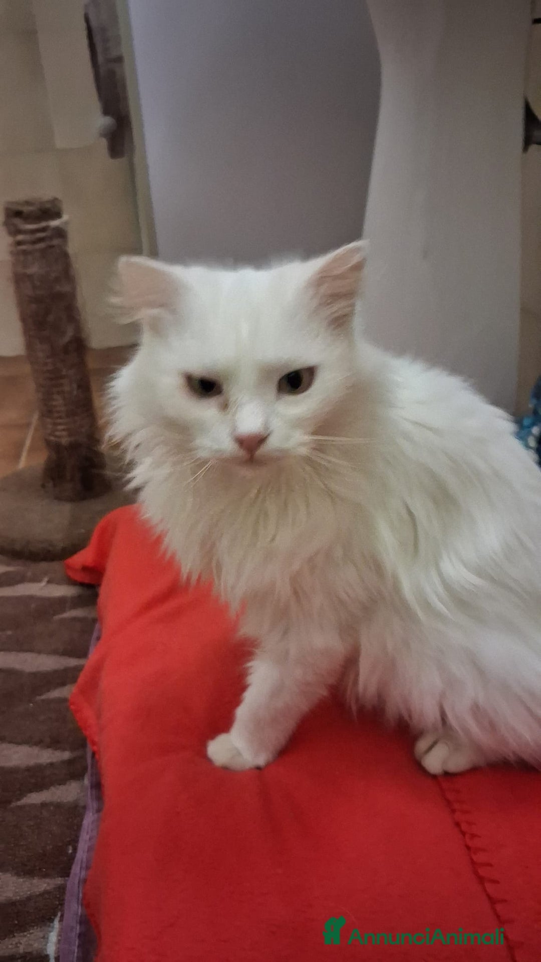 Meticcio gatti in regalo: GATTA E GATTINO SPECIALI - Annuncio 5